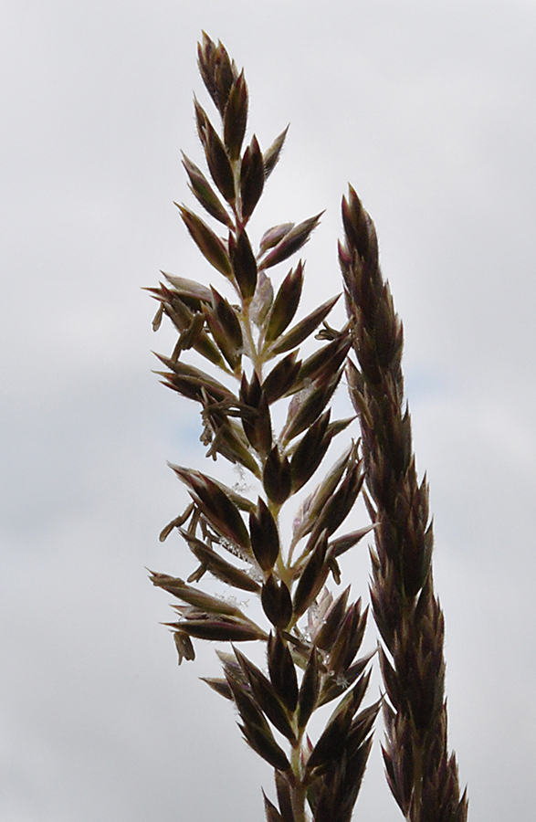 Image of Koeleria ledebourii specimen.