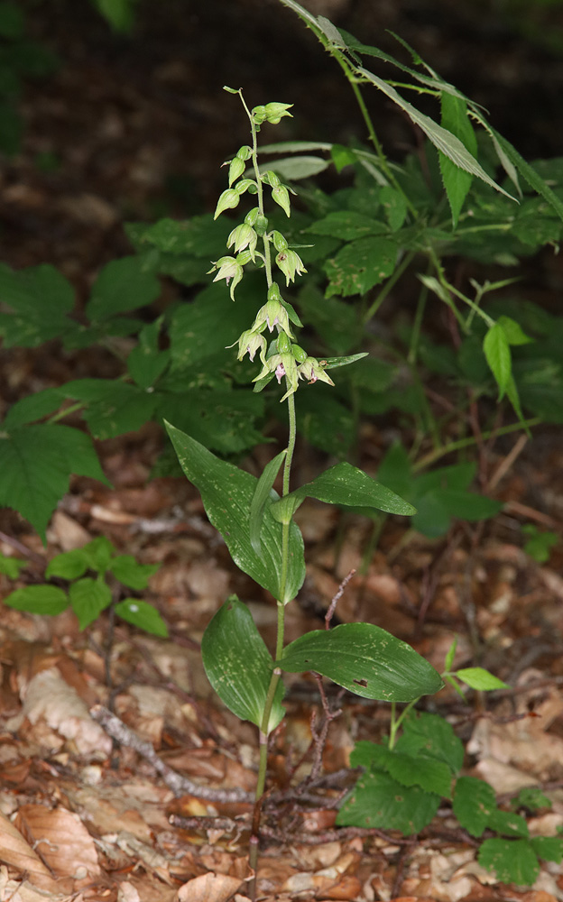 Image of Epipactis leptochila specimen.