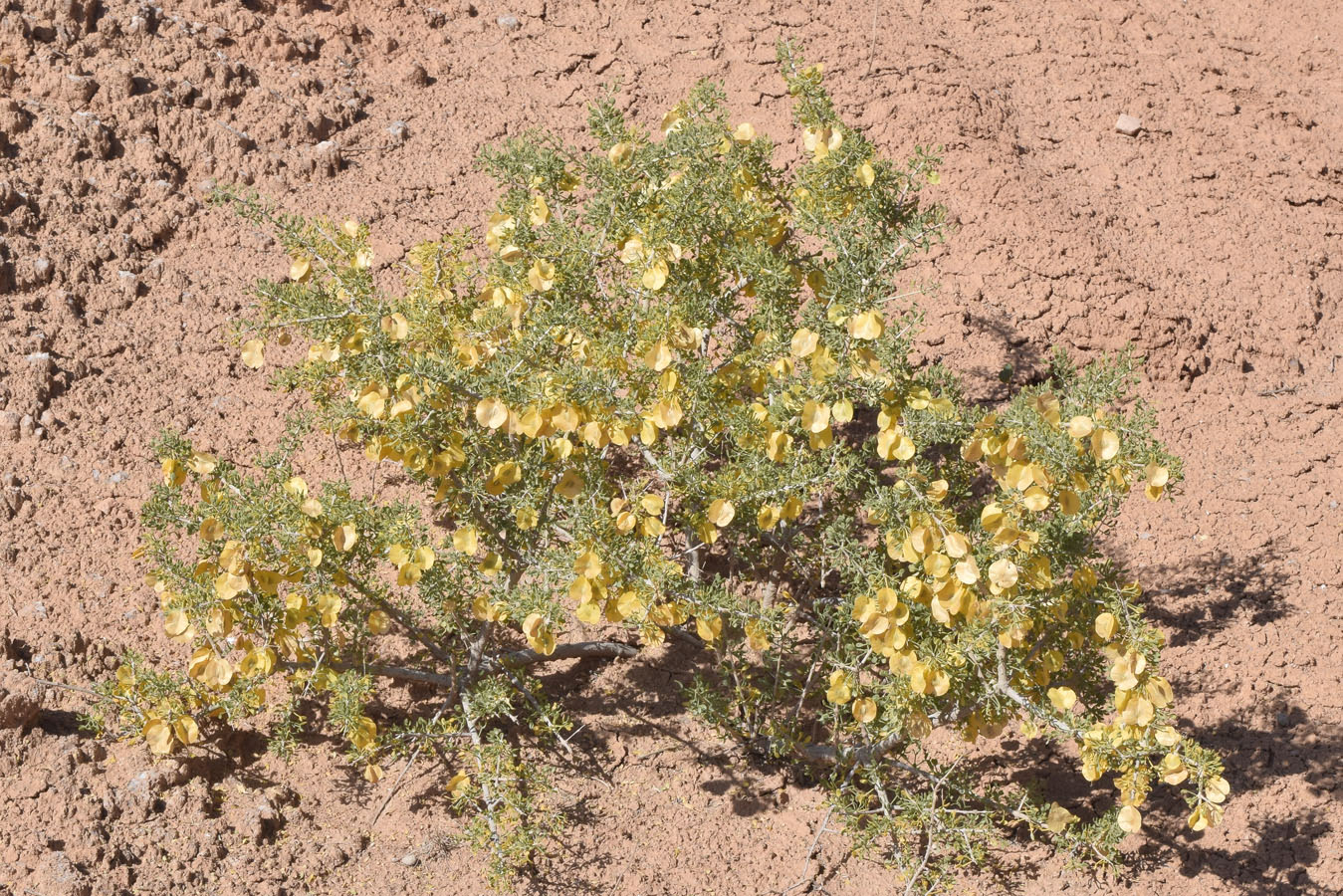 Изображение особи Zygophyllum ferganense.