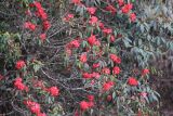 genus Rhododendron. Ветви с соцветиями. Бутан, дзонгхаг Тронгса, национальный парк \"Jigme Singye Wangchuck\". 03.05.2019.