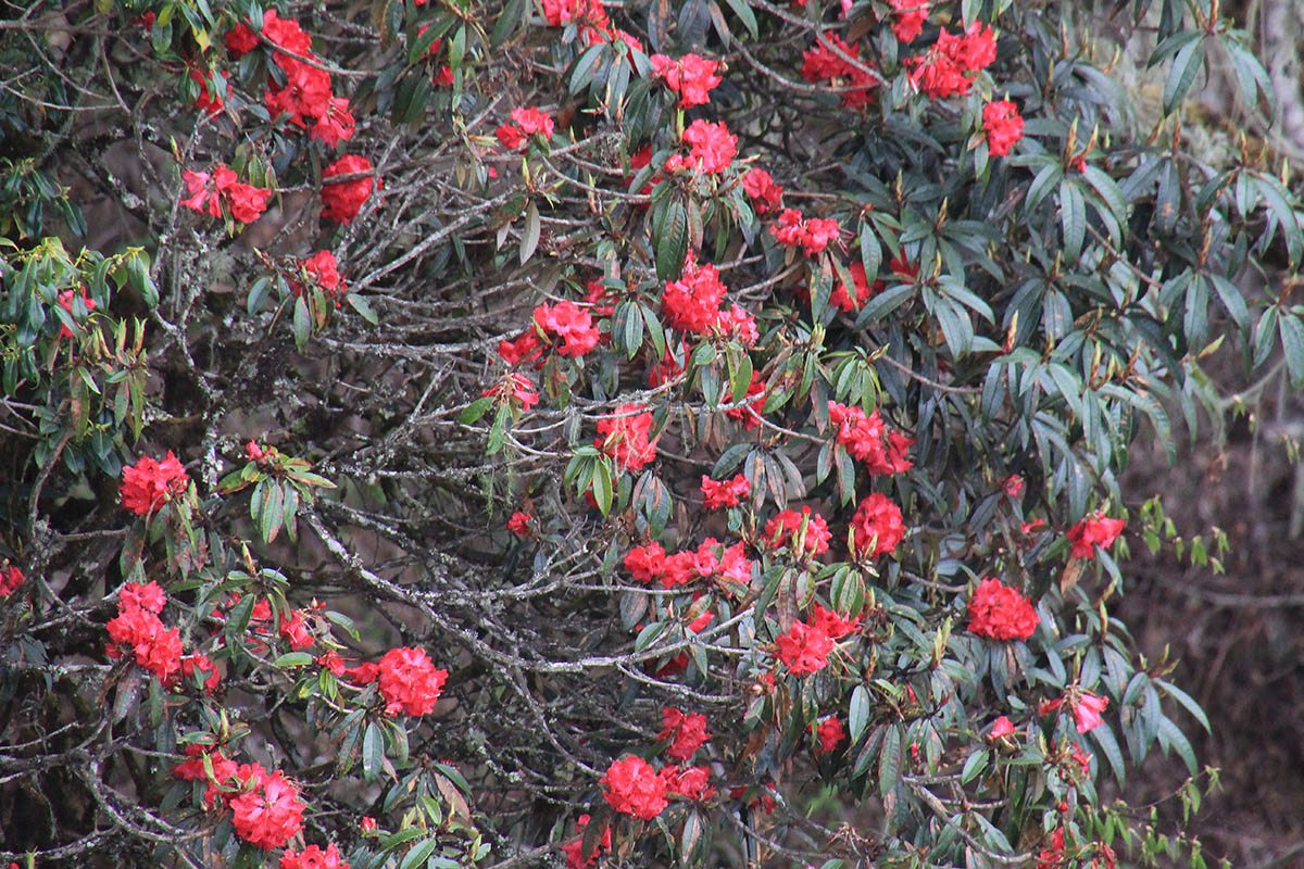 Изображение особи род Rhododendron.