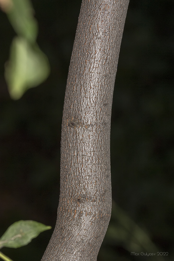 Image of Cercis griffithii specimen.