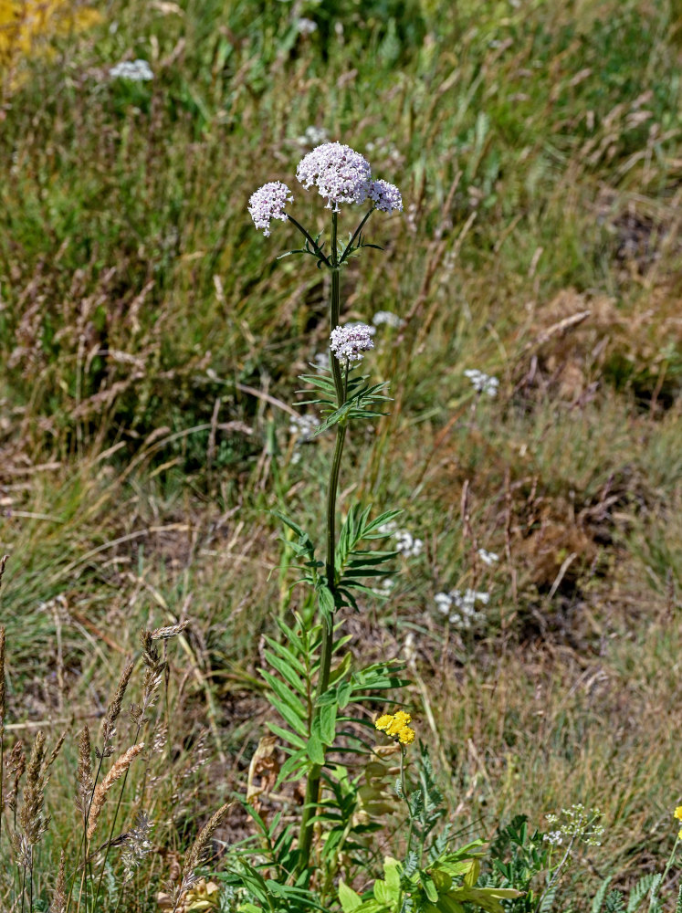 Изображение особи род Valeriana.