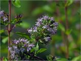 Thymus ovatus