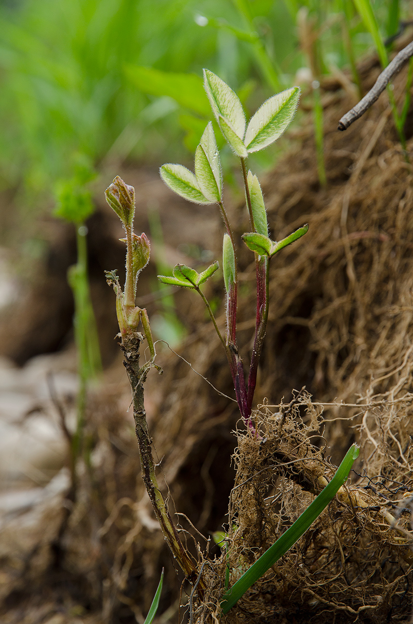 Изображение особи род Trifolium.