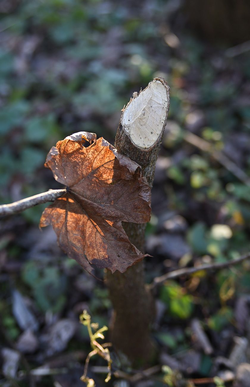 Image of Acer platanoides specimen.