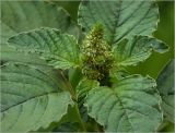 Amaranthus retroflexus