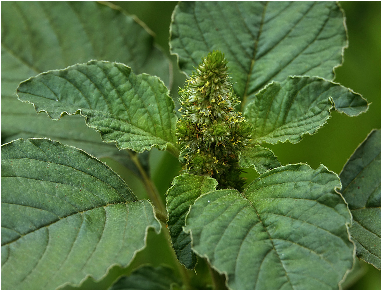 Image of Amaranthus retroflexus specimen.