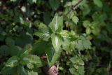 Lamium maculatum. Верхушка побега. Республика Адыгея, Майкопский р-н, окр. устья ручья Толмач, небольшой лес. 29 июля 2022 г.