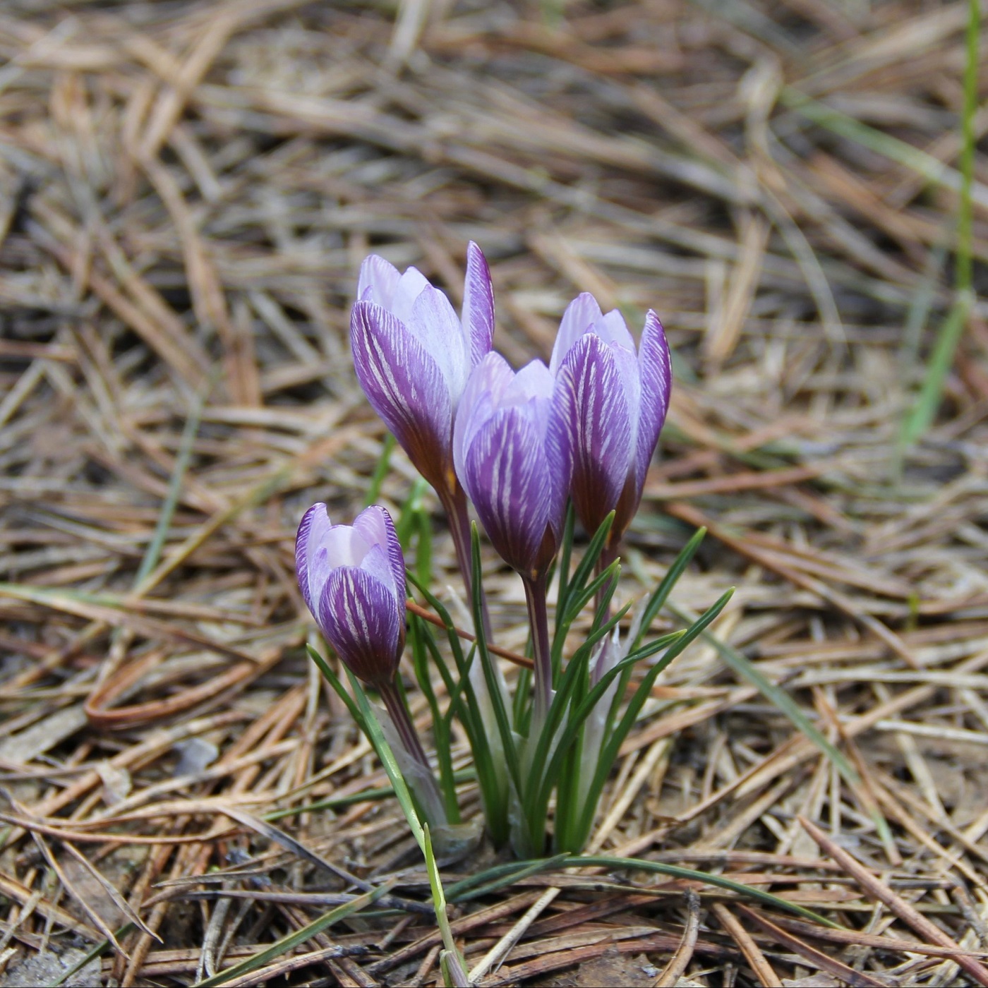 Изображение особи Crocus tauricus.