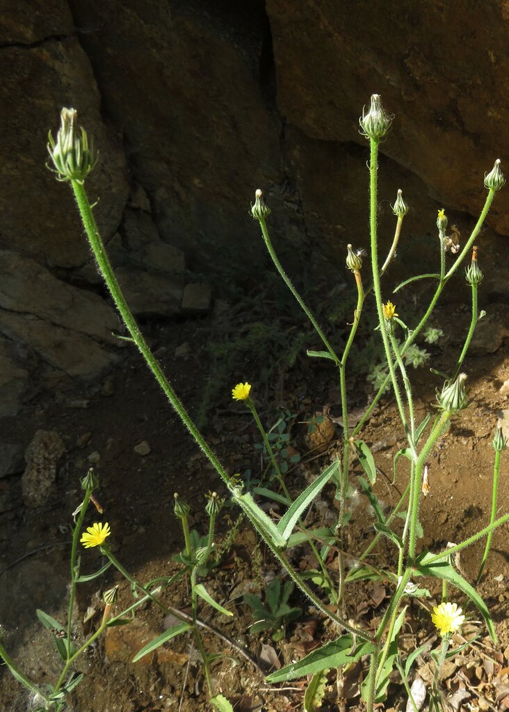 Image of Picris pauciflora specimen.