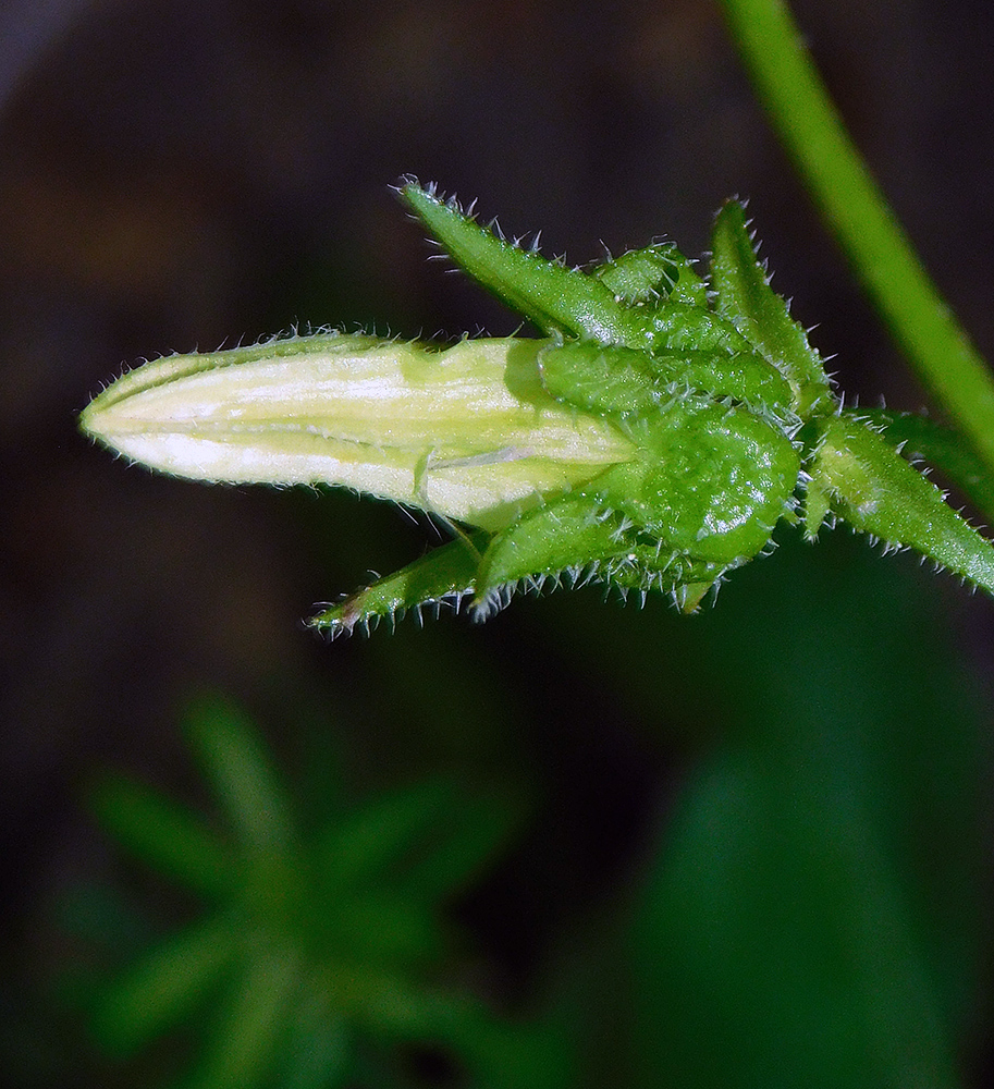 Image of Campanula praealta specimen.