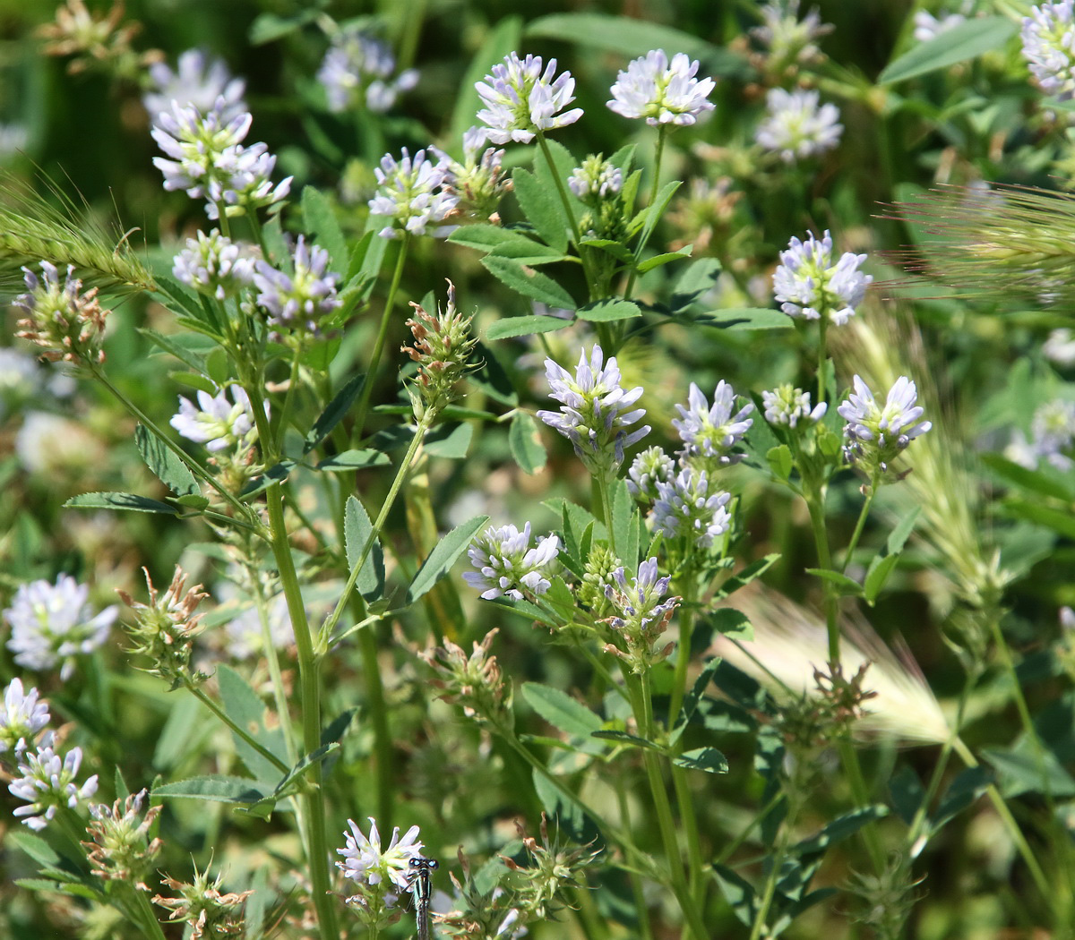 Изображение особи Trigonella procumbens.