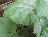 Смотреть изображение Petasites amplus