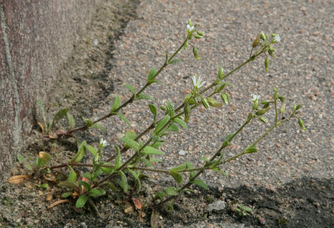 Image of Cerastium holosteoides specimen.