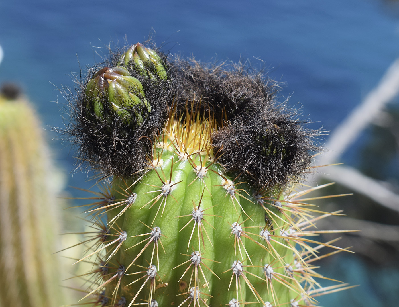 Изображение особи Trichocereus spachianus.