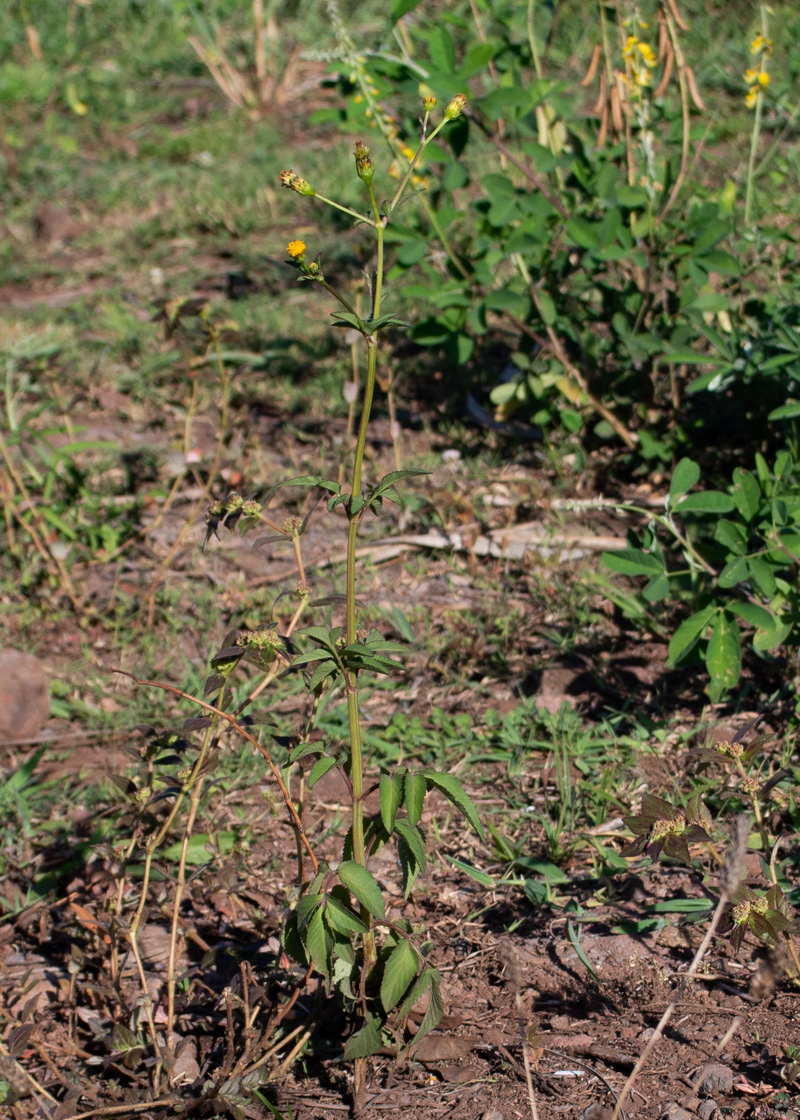 Изображение особи Bidens pilosa.