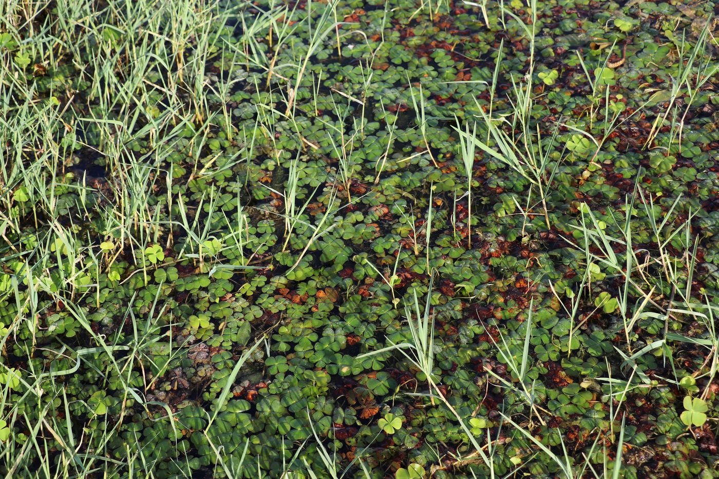 Image of Marsilea quadrifolia specimen.