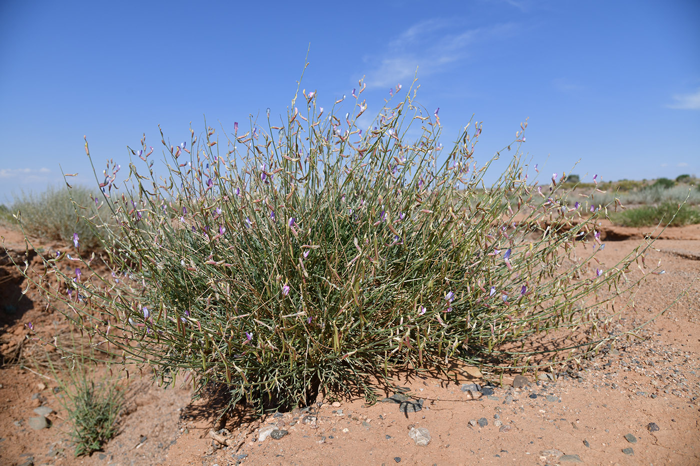 Изображение особи Astragalus sogotensis.