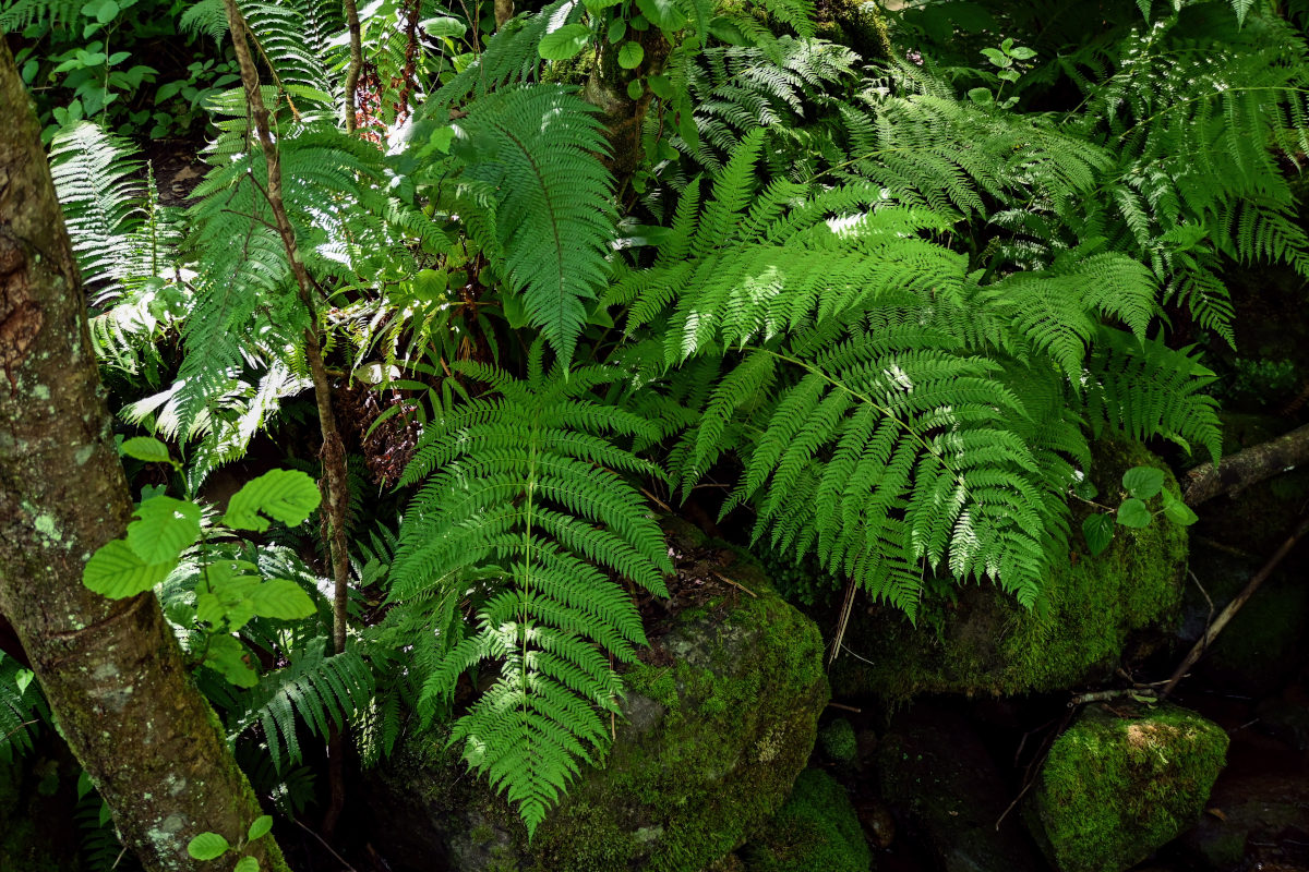 Image of Athyrium filix-femina specimen.