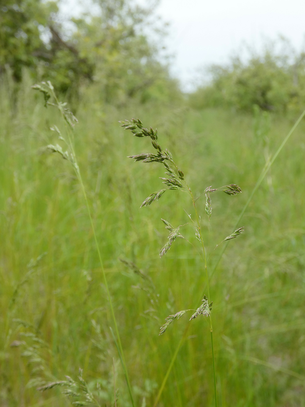 Image of Poa angustifolia specimen.