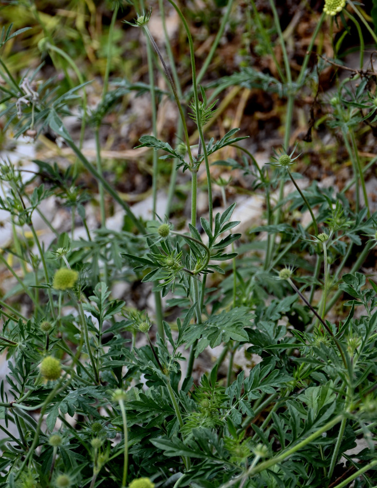 Image of Scabiosa ochroleuca specimen.