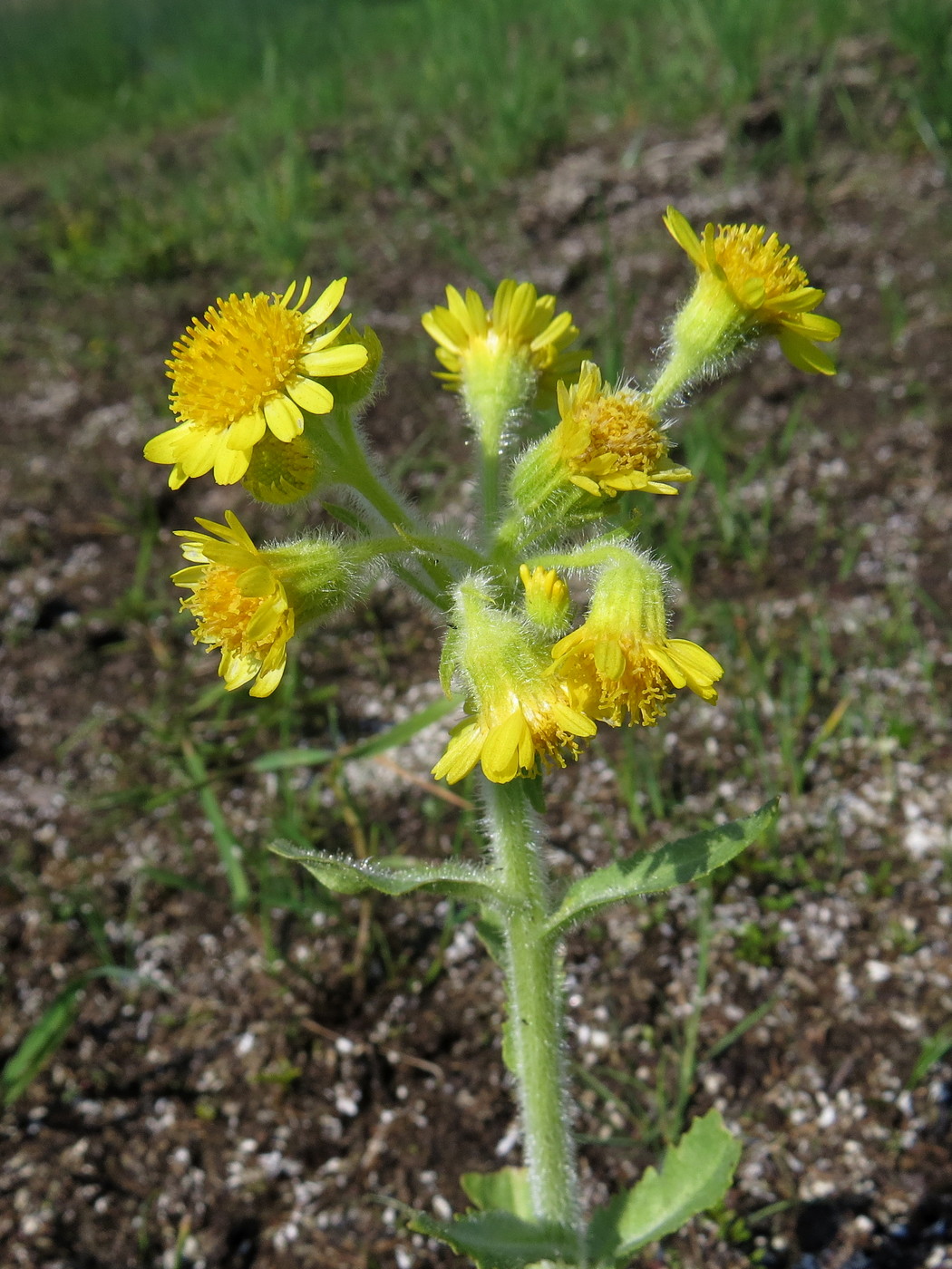 Image of Tephroseris palustris specimen.