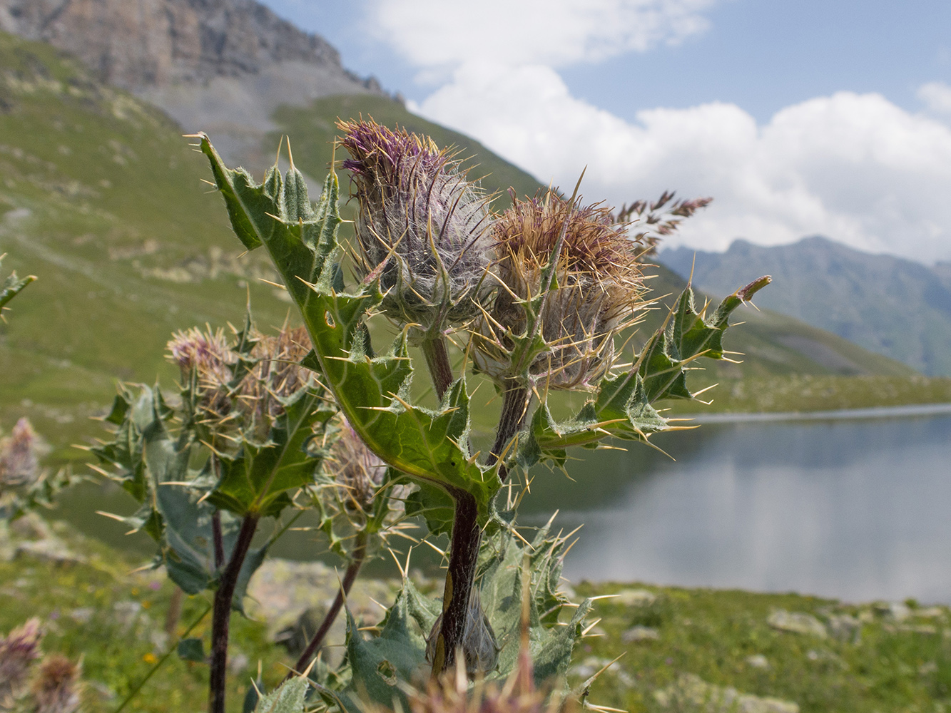 Изображение особи Cirsium pugnax.