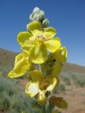 Verbascum songaricum