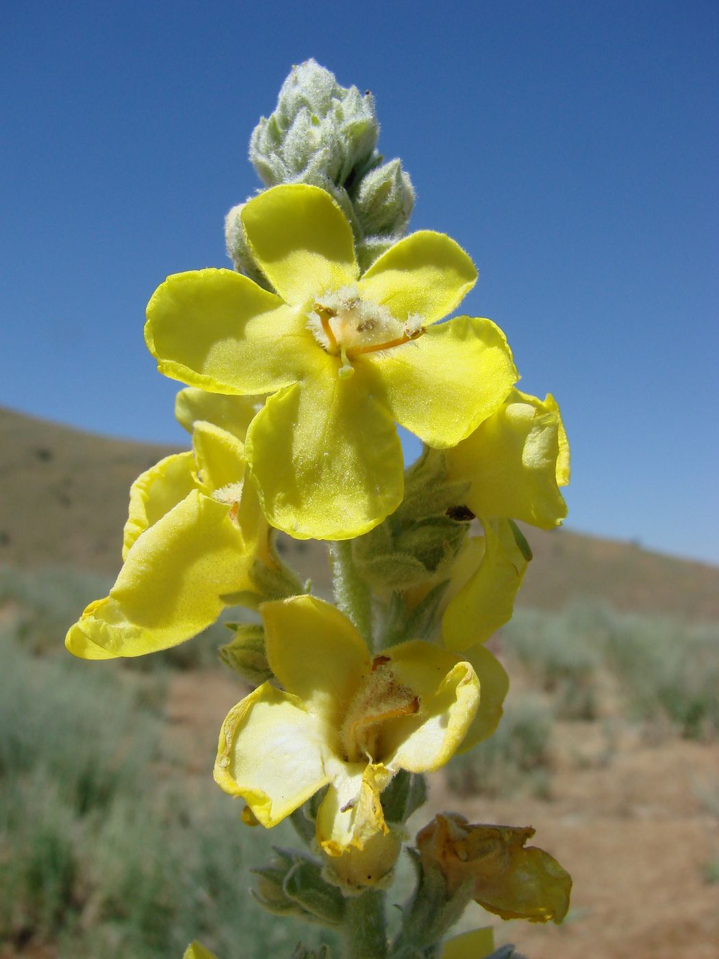 Image of Verbascum songaricum specimen.