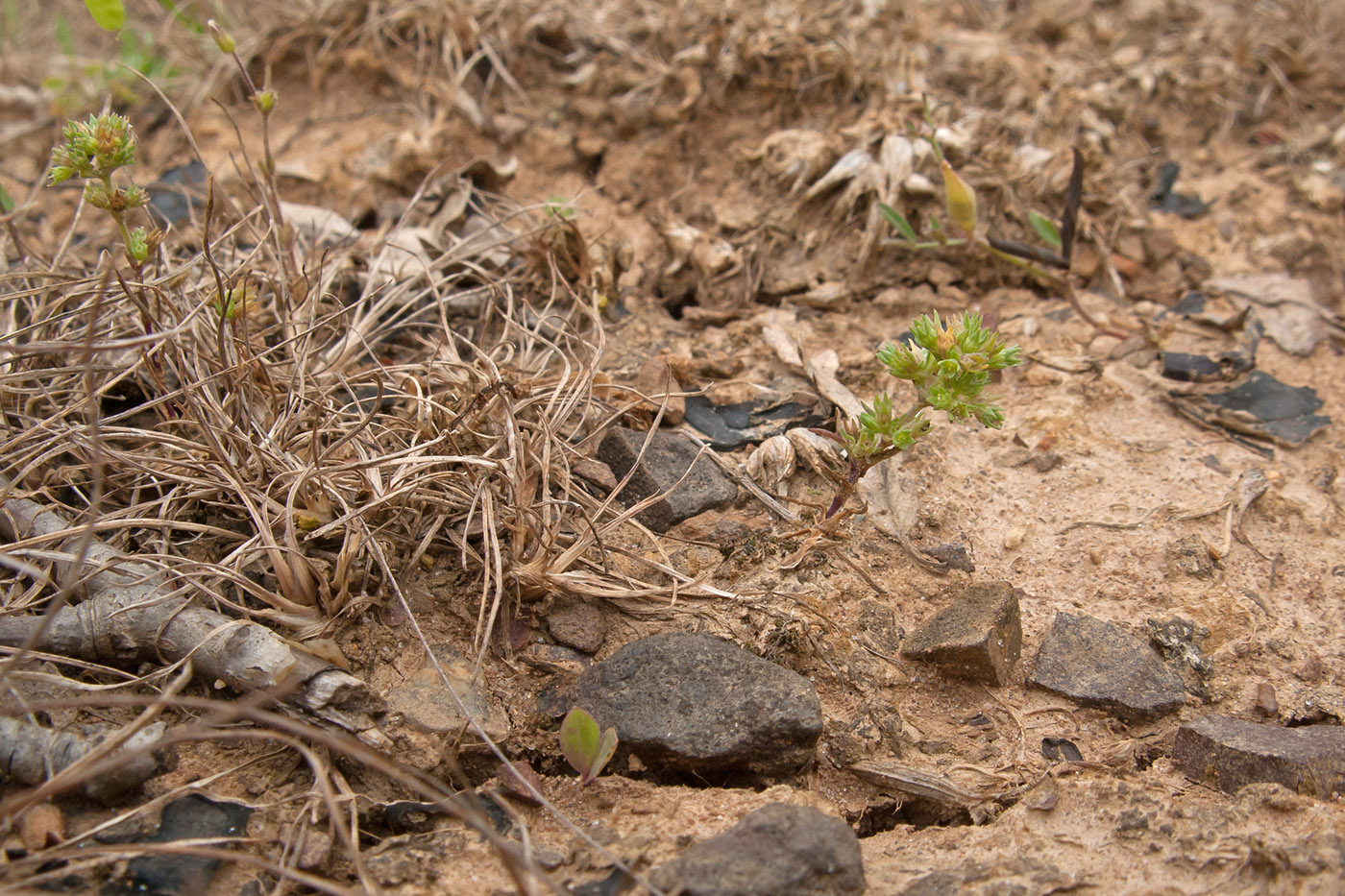 Изображение особи Scleranthus verticillatus.