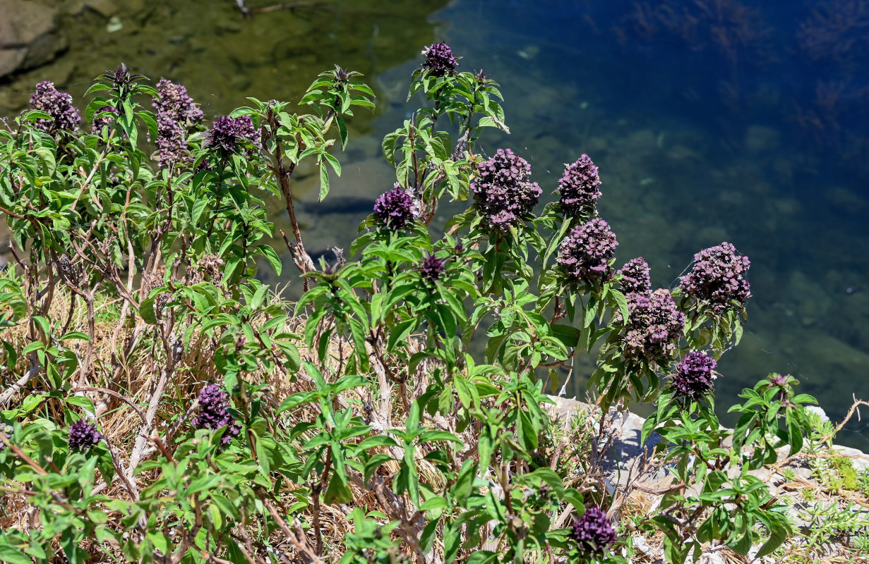 Изображение особи Ocimum basilicum.