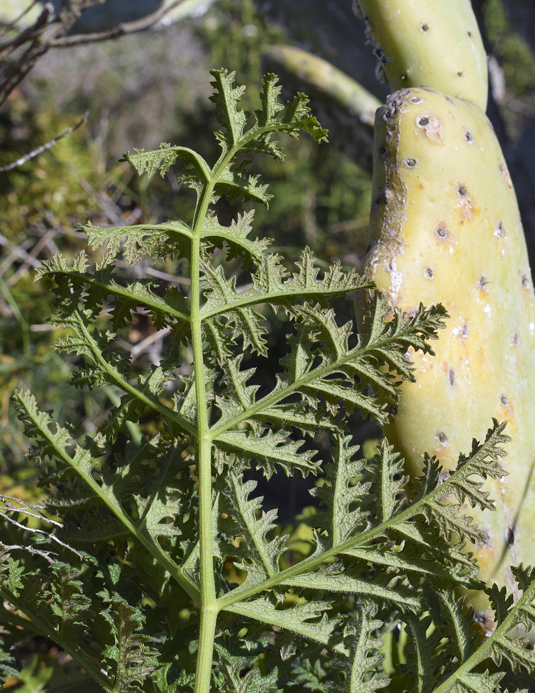 Image of Thapsia villosa specimen.