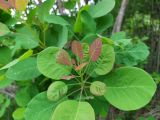 Cotinus coggygria. Верхушка побега. Краснодарский край, г/о Сочи, Хостинский р-н, у дороги к Орлиным скалам, широколиственный лес. 30.04.2024.