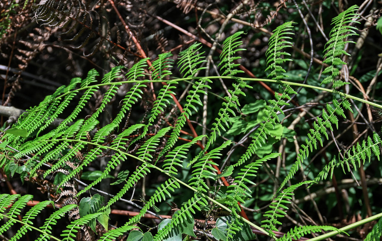 Изображение особи Pteridium esculentum.