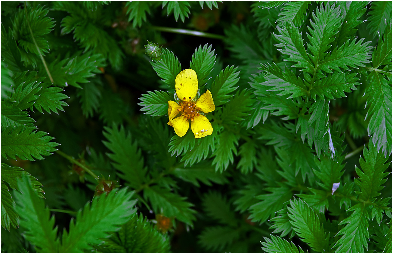 Image of Potentilla anserina specimen.