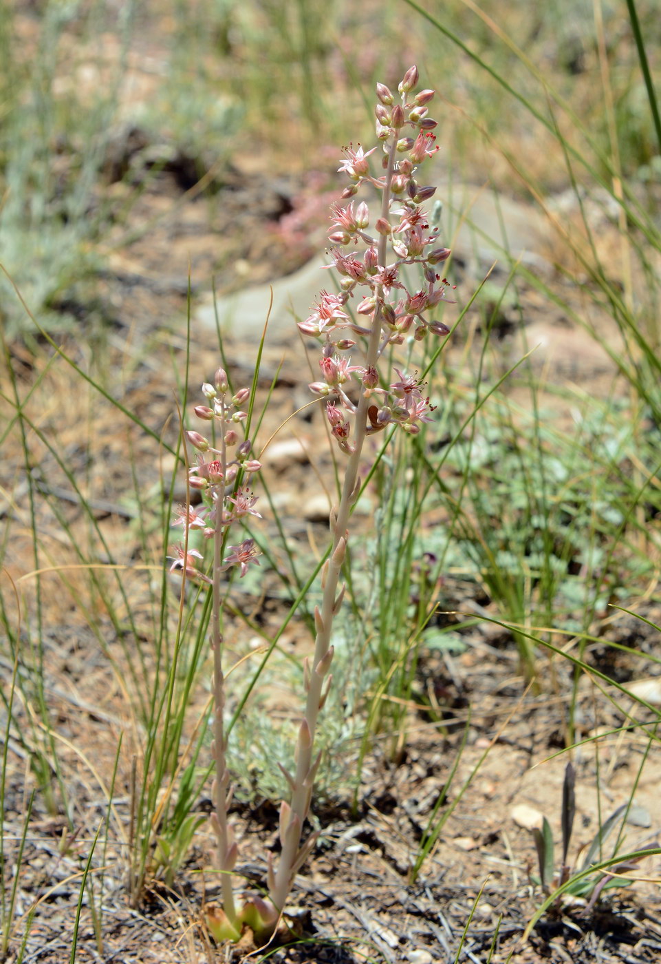 Image of Rosularia paniculata specimen.