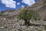 Populus talassica. Взрослое дерево. Таджикистан, Горно-Бадахшанская автономная обл., Рушанский р-н, хр. Северо-Аличурский, Ирхтские горы, Сарезское оз., Ирхтский залив, дол. р. Лянгар, выс. ≈ 3300 м н.у.м., каменистая надпойменная терраса. 27 июня 2024 г.