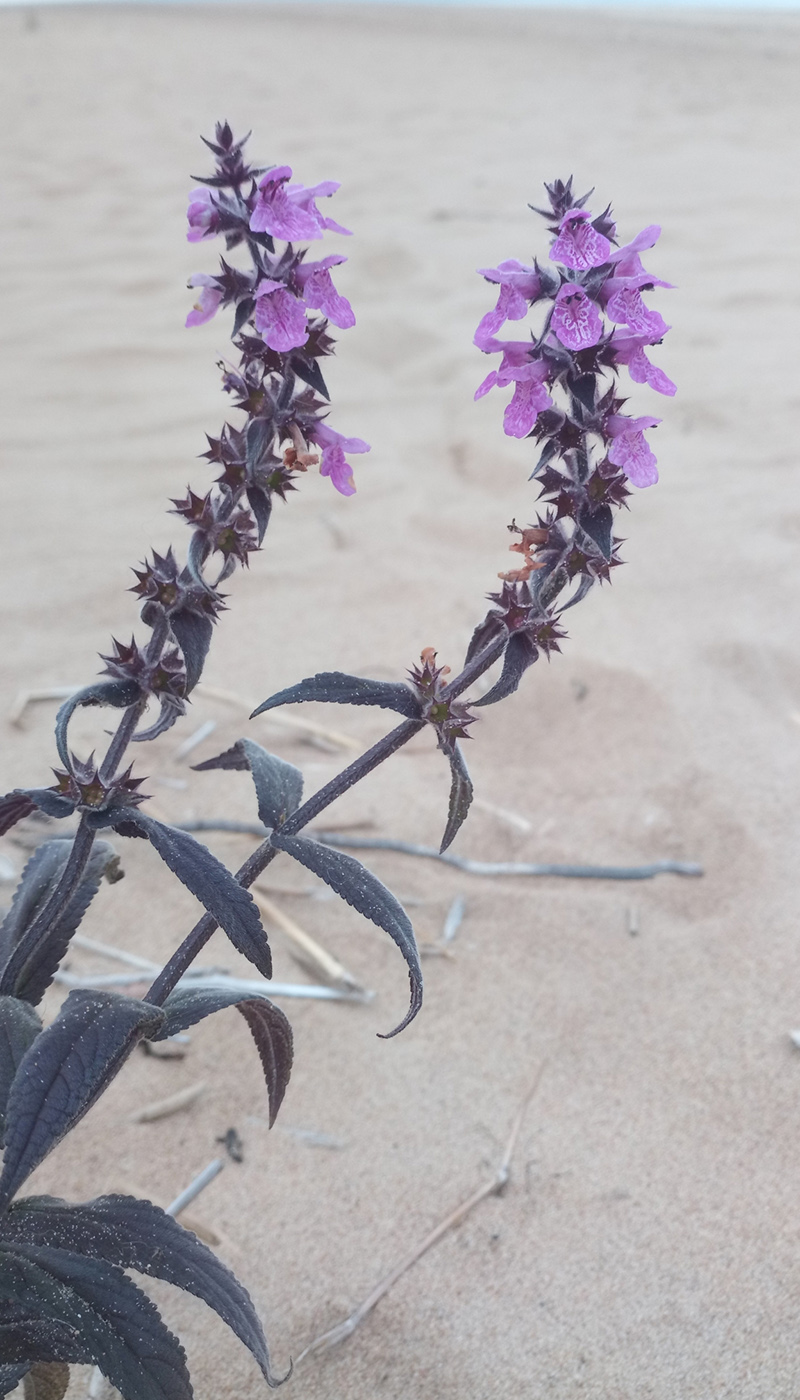 Изображение особи Stachys palustris.