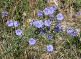 Linum austriacum. Верхушки побегов с цветками, бутонами и плодами. Краснодарский край, МО г. Анапа, окр. с. Сукко, п-ов Абрау, Муркин перевал, приморский склон. 14.06.2021.