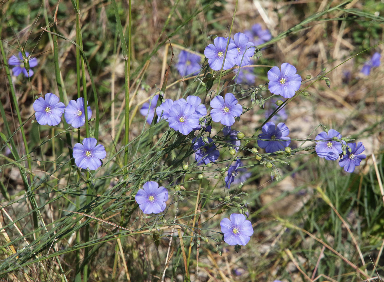 Изображение особи Linum austriacum.