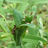 Hypericum gebleri. Верхушка побега с плодом. Хабаровский край, окр. г. Комсомольск-на-Амуре, граница смешанного леса и просеки ЛЭП. 21.08.2024.