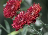 Chrysanthemum indicum