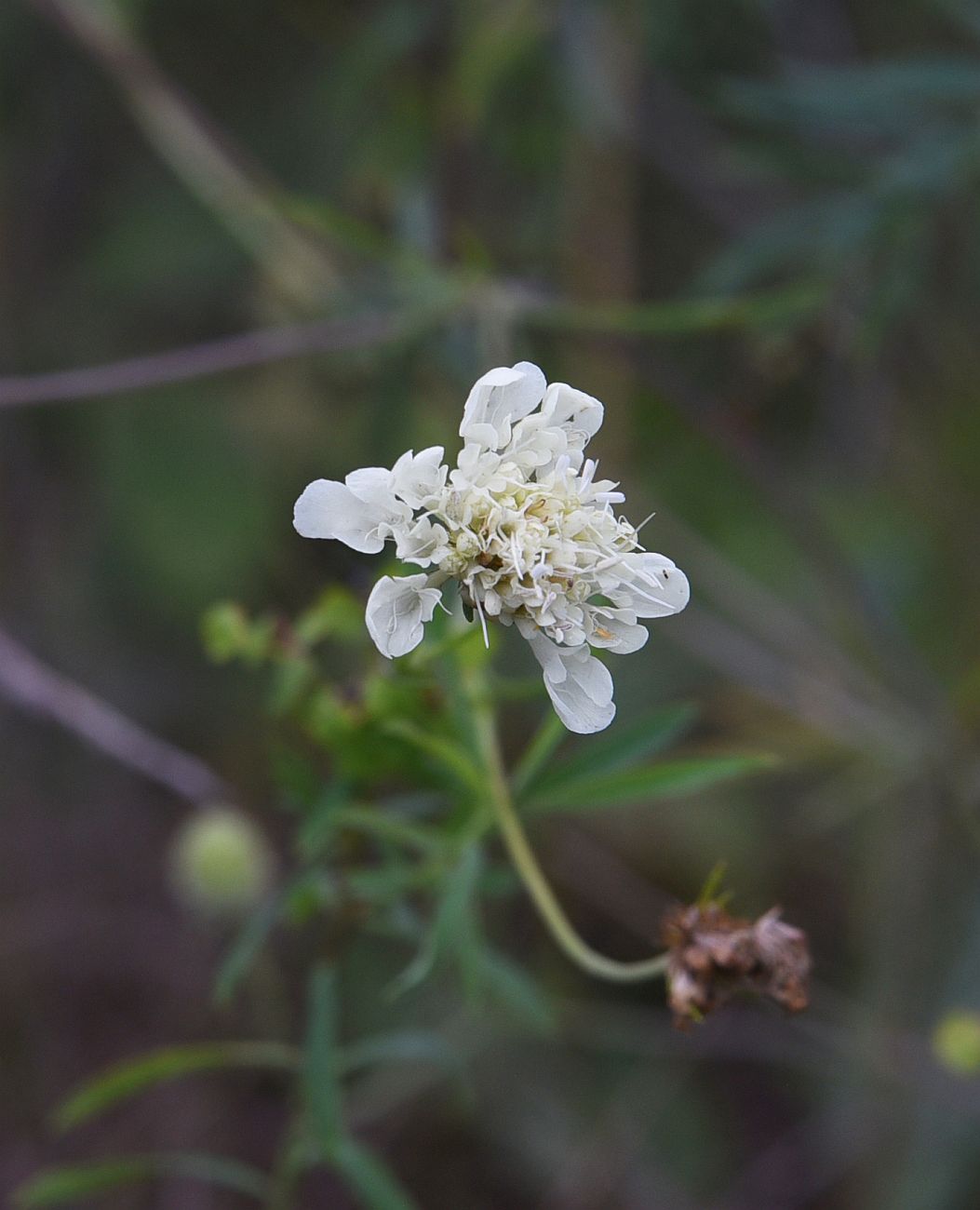 Изображение особи Scabiosa ochroleuca.