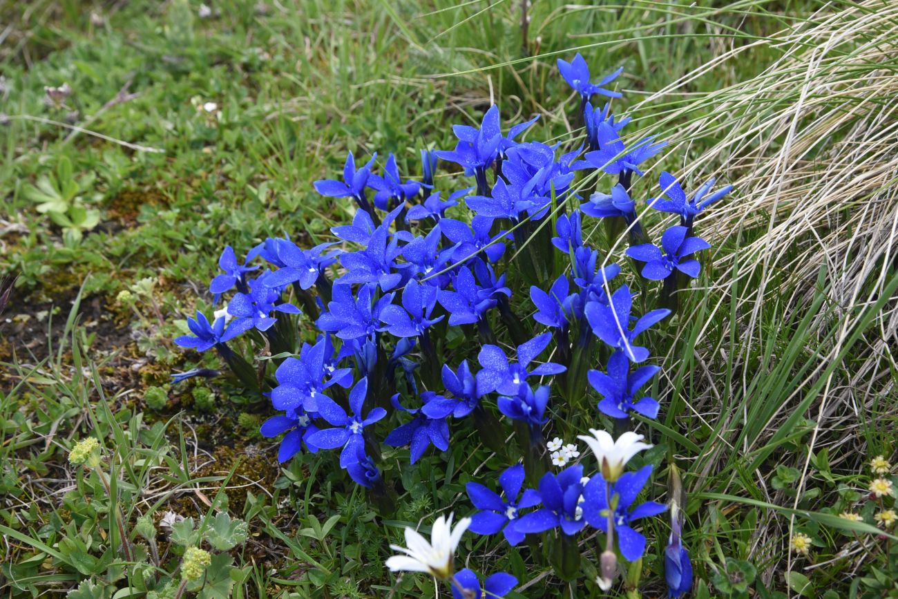 Image of Gentiana angulosa specimen.