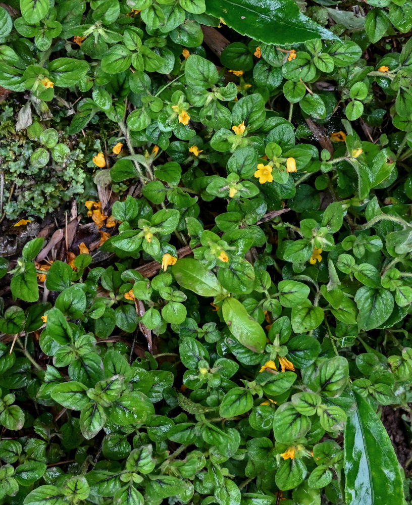 Изображение особи Lysimachia kwangtungensis.