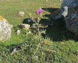 Cirsium ciliatum