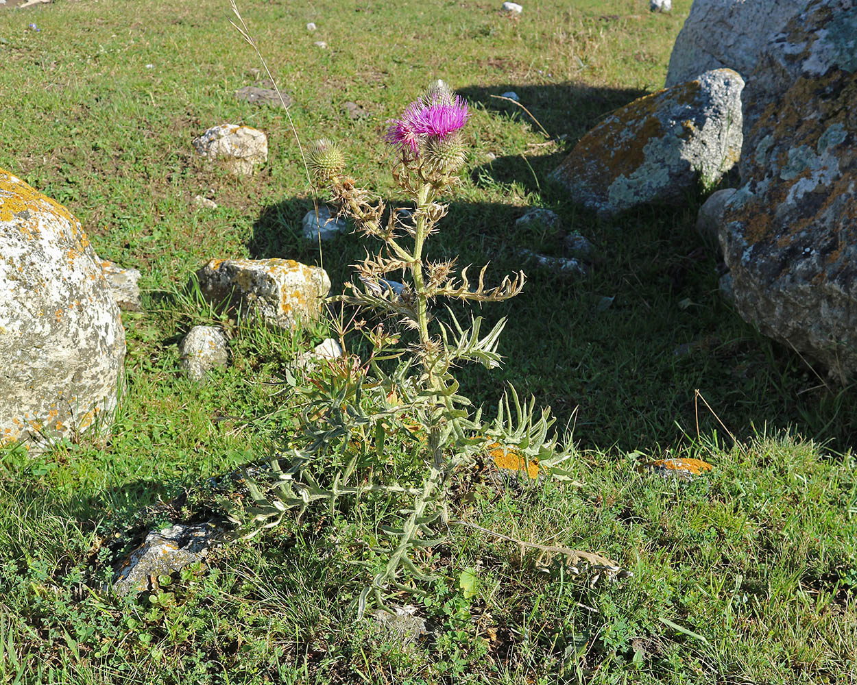 Image of Cirsium ciliatum specimen.