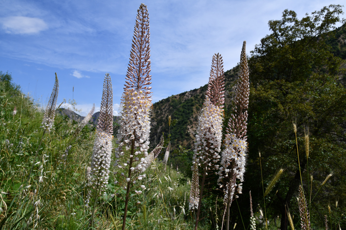 Изображение особи Eremurus robustus.