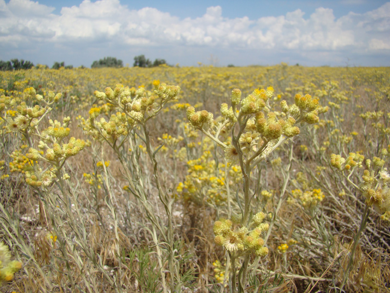 Image of Helichrysum corymbiforme specimen.